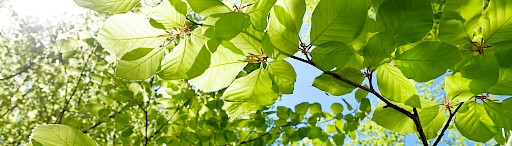 Die Sonne scheint durch die Blätter eines Baumes und erzeugt ein schönes Lichtspiel.